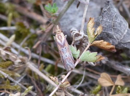 Ancylosis cinnamomella